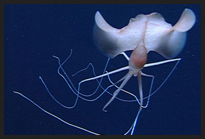 Calamaro Bianco
