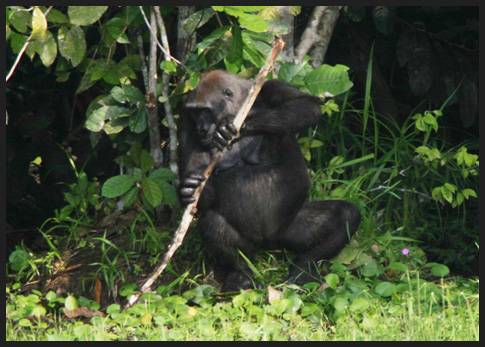 Gorilla con ramo