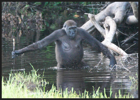 Gorilla in acqua