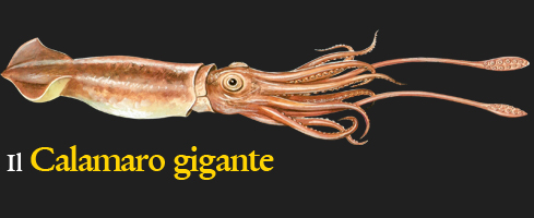 Calamaro Gigante